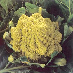 Romanesco Broccoli 'Campidoglio'